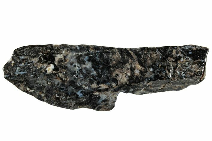 Polished Rhynie Chert - Early Devonian Vascular Plant Fossils #318900
